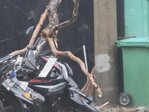 Pohon 8 Meter Tumbang Timpa Mobil dan Motor di Kota Bogor