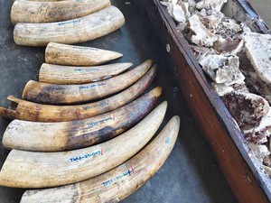 Thailand Berhasil Menggagalkan Penyelundupan 3 Ton Gading Gajah Afrika