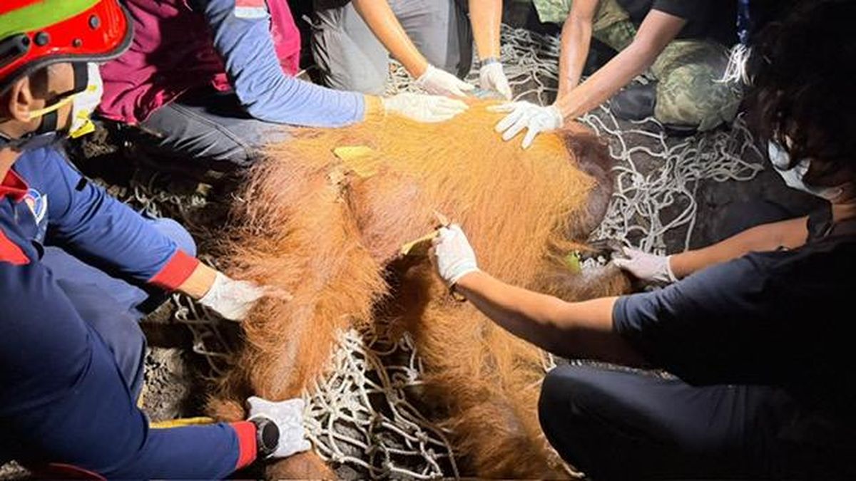 Orang Utan Ditemukan di Area Bekas Karhutla Kalteng, Alami Hernia di Perut — NadiKabar.com