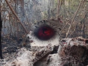 26 Hotspot Masih Mengancam di Kobar, Termasuk Area TN Tanjung Puting
