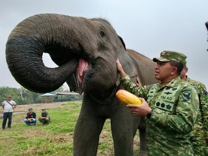 Danrem 044/Gapo Pastikan Pakan 29 Gajah di SM Padang Sugihan Aman