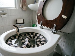6 Cara Mencegah Ular Masuk Toilet Rumah, Awas Weling Mengintai!