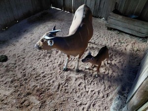 Populasi Banteng Jawa di Pangandaran Bertambah