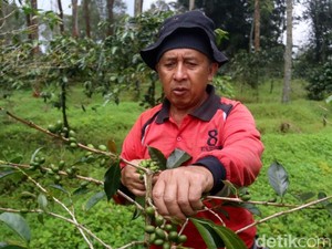Perjalanan Kopi Wanoja Menembus Pasar Arab Saudi