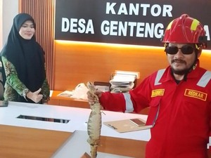 Biawak 1 Meter Ngumpet di Lemari Arsip Kantor Desa Banyuwangi