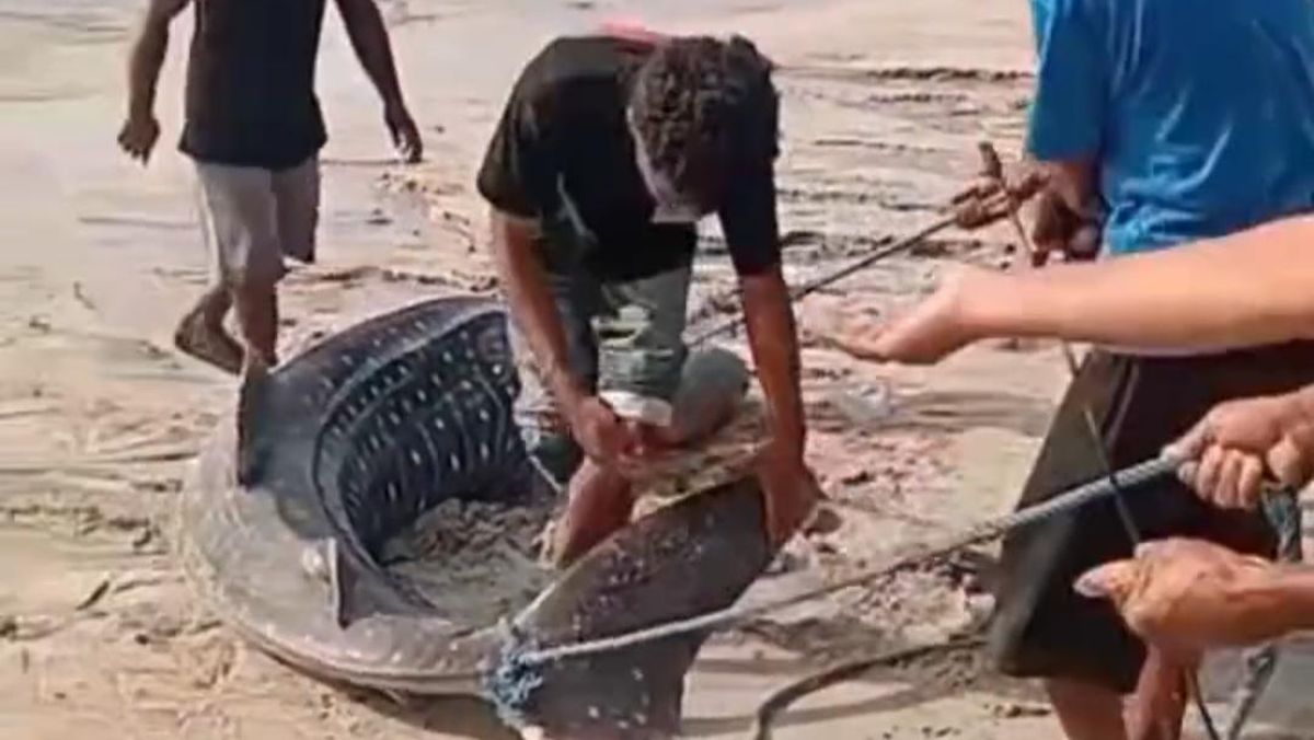 Hiu Paus Terdampar di Pantai Sikka, Dipotong Warga lalu Dagingnya Dibagikan — NadiKabar.com