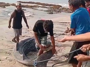 Hiu Paus Terdampar di Sikka, Dagingnya Dipotong lalu Dibagi-bagi