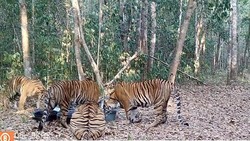 Momen Kamera Jebak Rekam Induk Harimau-3 Anaknya Minum di TN Way Kambas