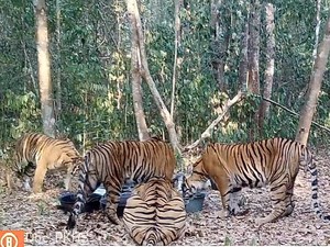 Momen Kamera Jebak Rekam Induk Harimau-3 Anaknya Minum di TN Way Kambas