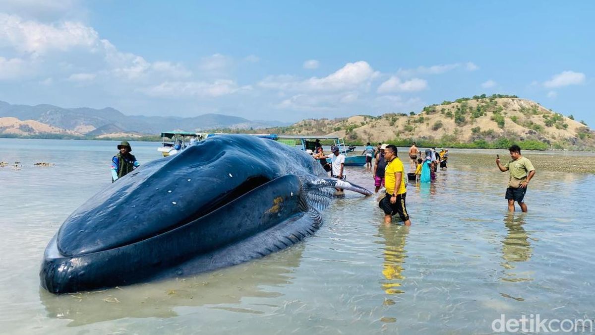 Paus Raksasa 25 Meter Terdampar di Pulau Kolong NTT, Masih Hidup — NadiKabar.com