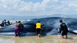 Akhir Melegakan Paus Raksasa 25 Meter Terdampar di Pulau Kolong