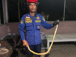 Kagetnya Cicih Temukan Ular Sawo Kopi Saat Memasak di Dapur