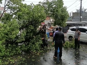 Hujan Deras, Pohon Tumbang Sempat Bikin Lalin di Jl Radar Auri Depok Macet
