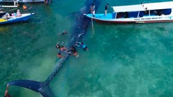 Paus Raksasa Terdampar di Riung NTT Dievakuasi 10 Perahu ke Tengah Laut