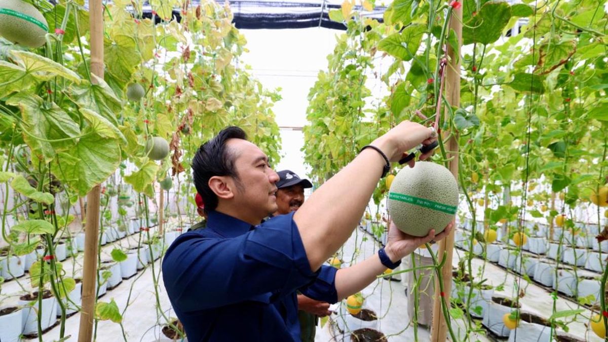 Ibas Dukung Pengembangan Agrowisata dan Kemandirian Melon di Magetan — NadiKabar.com